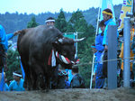 堂々土俵入り